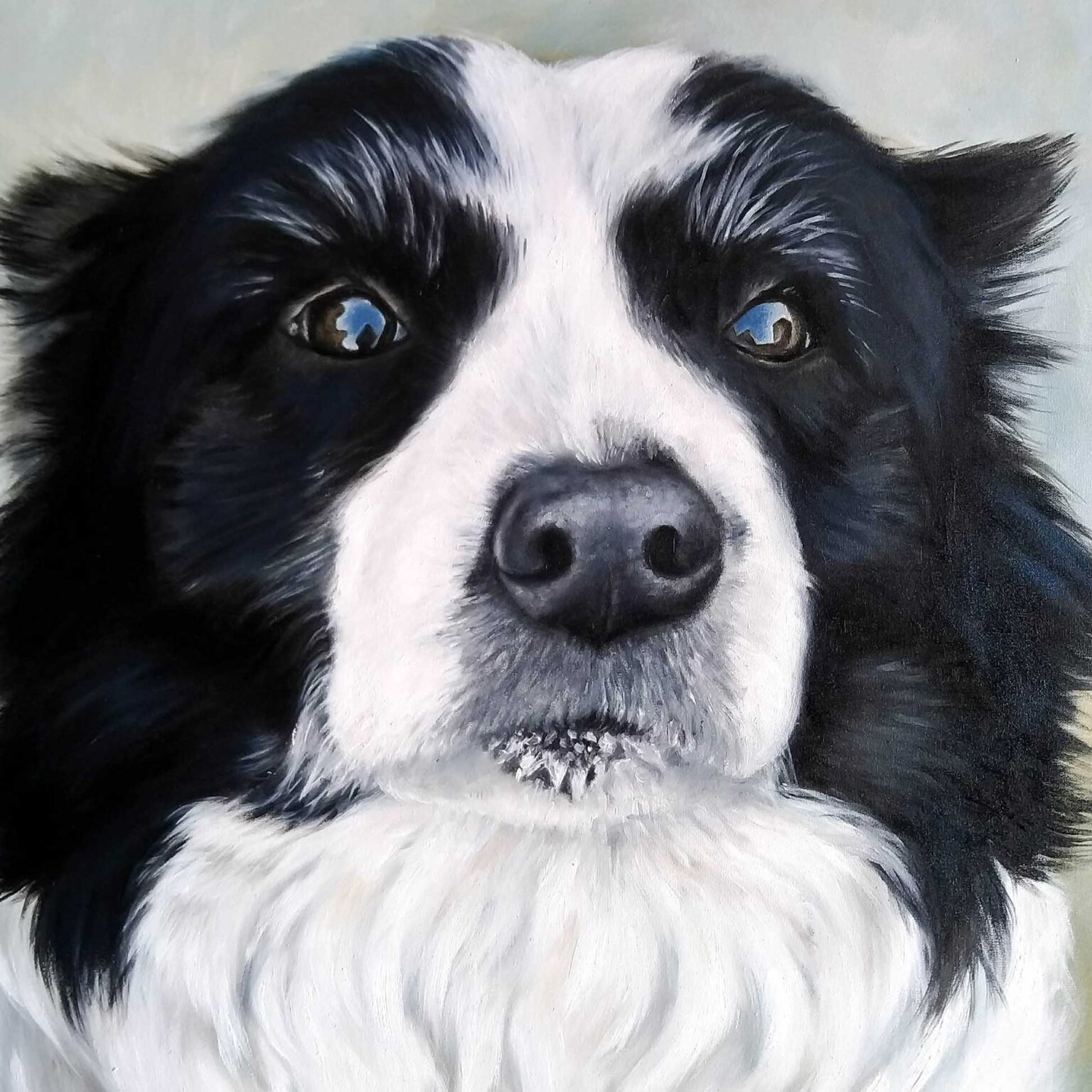 Border Collie, oil on canvas, 2023